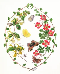 Kapuzinerkresse und Geißblatt